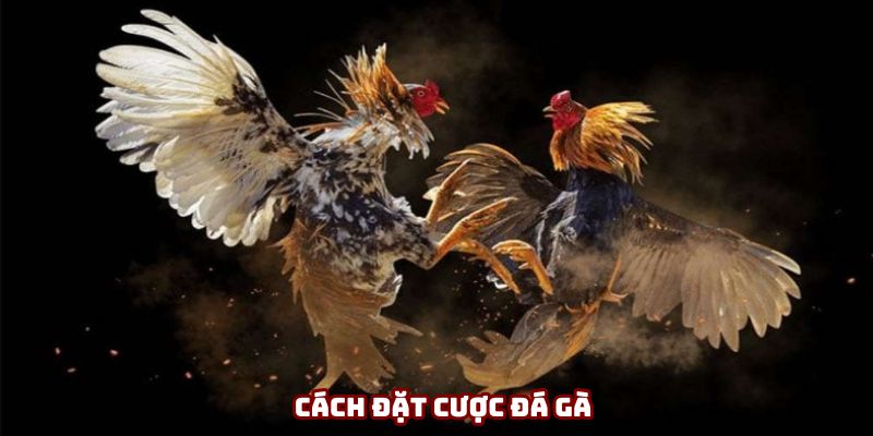 Cách Đặt Cược Đá Gà - Khám Phá Bí Quyết Thành Công Từ A - Z Cho Newbie