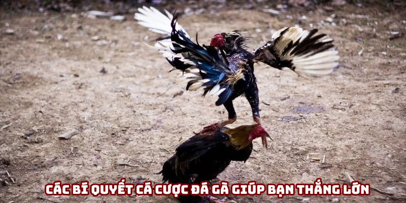Các bí quyết cá cược đá gà giúp bạn thắng lớn