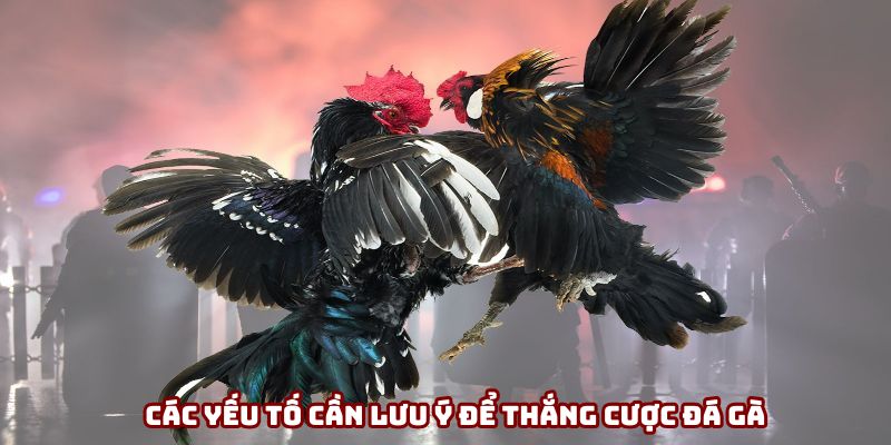 Các yếu tố cần lưu ý để thắng cược đá gà