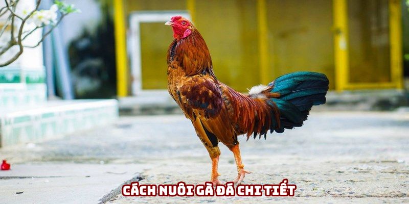 Cách Nuôi Gà Đá - Chế Độ Dinh Dưỡng, Tập Luyện Và Chăm Sóc Cụ Thể