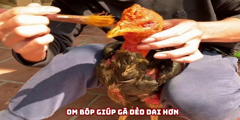 Cách nuôi gà đá om góp cho da săn chắc da hơn