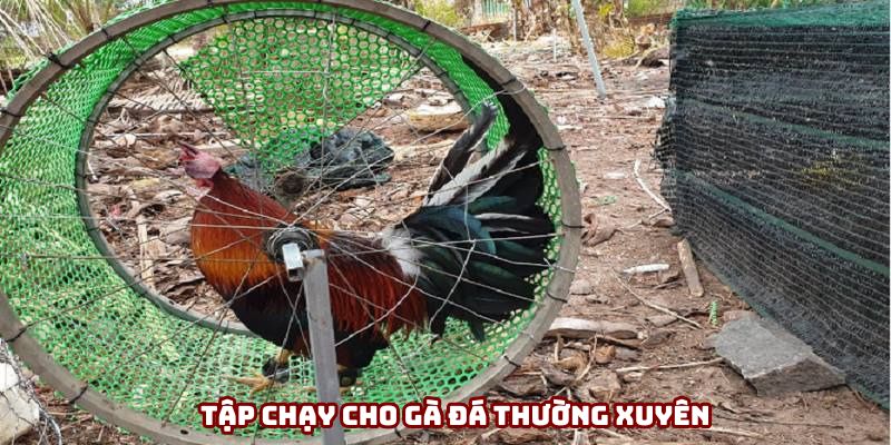 Cách nuôi gà đá cần phải có bài rèn luyện