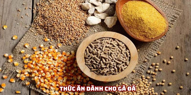Chuẩn bị thức ăn phù hợp cho gà thi đấu