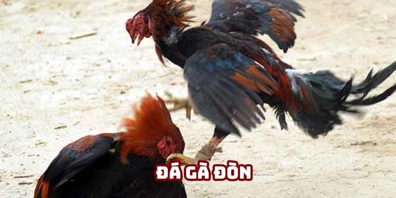 Đá Gà Đòn Đỉnh Cao – Daga Mang Đến Trải Nghiệm Đậm Chất Truyền Thống