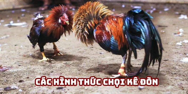 Các hình thức chọi kê đòn