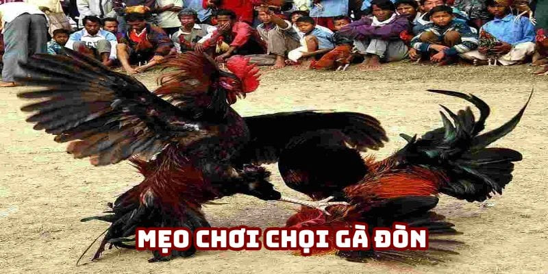 Mẹo chơi chọi gà đòn
