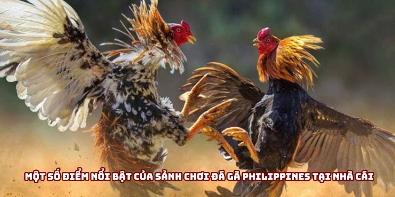 Một số điểm nổi bật của sảnh chơi đá gà Philippines tại nhà cái