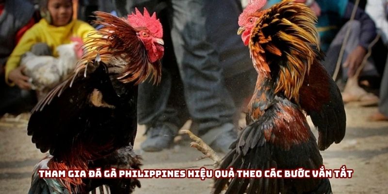 Tham gia đá gà Philippines hiệu quả theo các bước vắn tắt