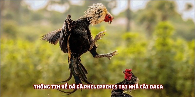 Thông tin về đá gà Philippines tại nhà cái DAGA