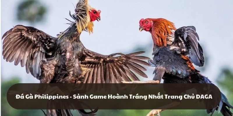 Đá Gà Philippines - Sảnh Game Hoành Tráng Nhất Trang Chủ DAGA