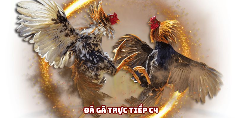 Đá Gà Trực Tiếp C4 - Trận Đấu Sôi Động, Phần Thưởng Hấp Dẫn