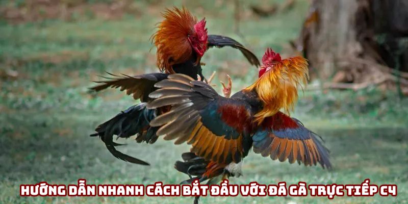 Hướng dẫn nhanh cách bắt đầu với đá gà trực tiếp C4