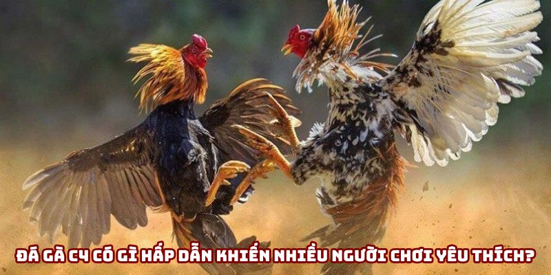 Đá gà C4 có gì hấp dẫn khiến nhiều người chơi yêu thích?