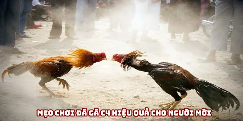 Mẹo chơi đá gà C4 hiệu quả cho người mới