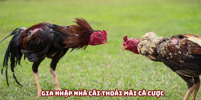 Toàn game đặc sắc khi gia nhập trang game