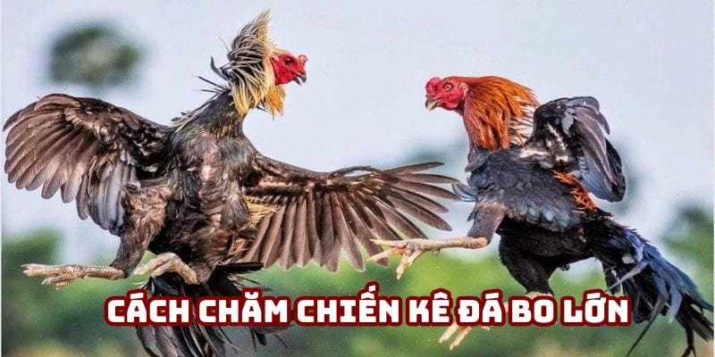Cách chăm chiến kê đá bo lớn