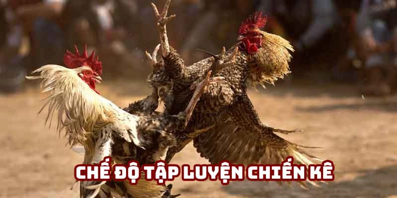 Chế độ tập luyện chiến kê