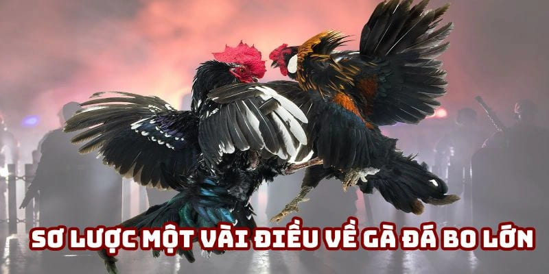 Sơ lược một vài điều về gà đá bo lớn