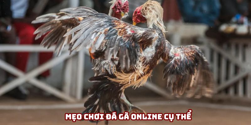 Mẹo Chơi Đá Gà Online - Tổng Hợp Ngay Để Đặt Cược Kiếm Thưởng