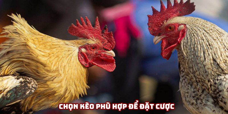 Mẹo chơi đá gà online chọn kèo theo am hiểu