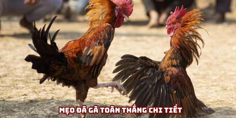 Mẹo Đá Gà Toàn Thắng - Chia Sẻ Cho Newbie Bắt Cửa Chơi Chuẩn Xác