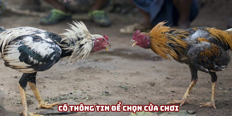 Mẹo đá gà toàn thắng phải có thông tin chọn cửa chơi