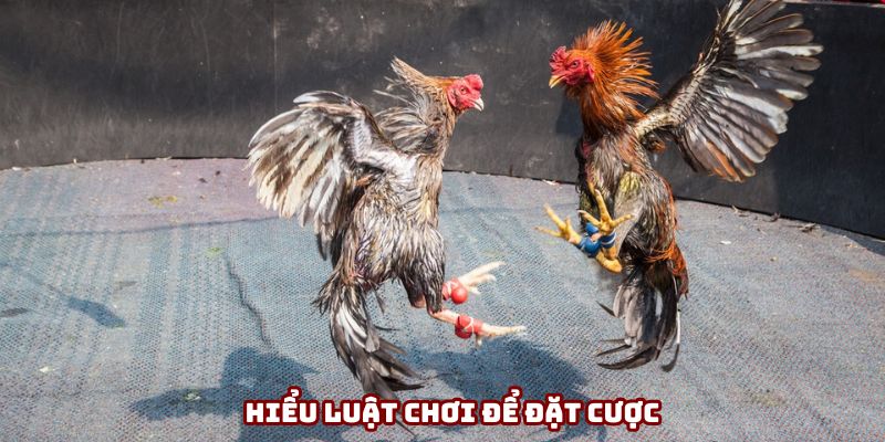 Hiểu luật đá gà cụ thể tại trường đấu