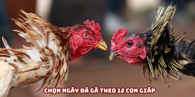Mẹo đá gà toàn thắng xem ngày đẹp theo 12 con giáp